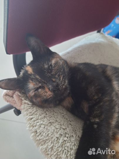 Отдам кошку в добрые руки