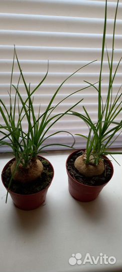 Бокарнея нолина