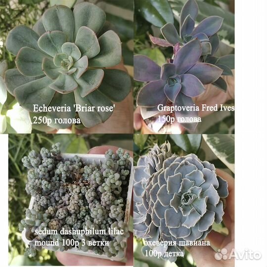 Суккуленты почтой