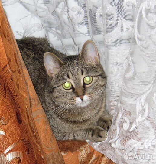 Потерялась кошка