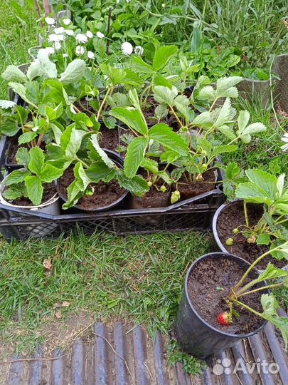 Рассада клубники