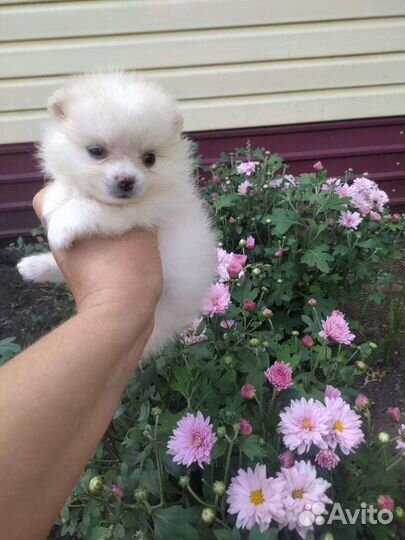 Собаки шпицы. Доставка из Челябинска