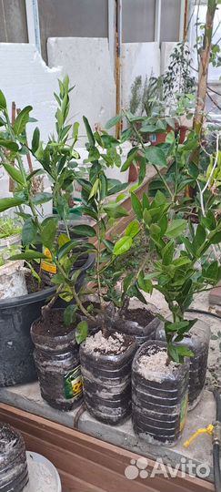 Лимон абхазский Майер