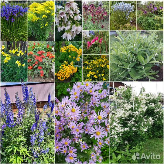 Зимующие многолетники