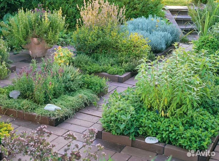 Оформление лекарственно- пряных грядок