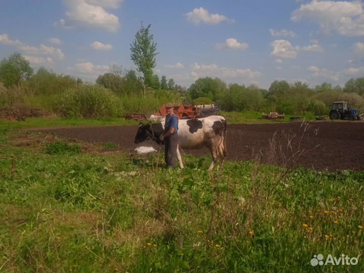 Продажа дойных коров