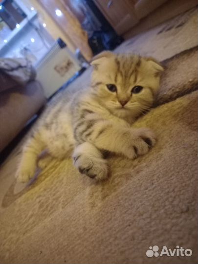 Шотландские вислоухие котята