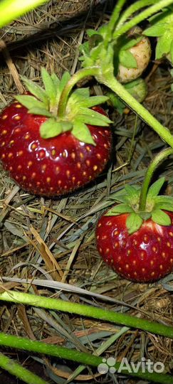Саженцы земляники и клубники