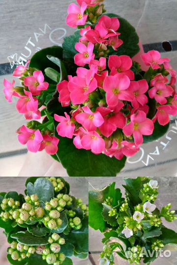 Тинеке, кокос нуцифера, каланхоэ микс