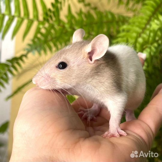 Крыса Дамбо. Крысята стандарт. Большой выбор