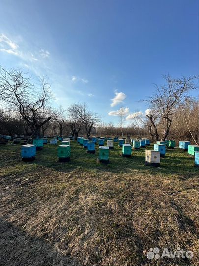 Пчелосемьи