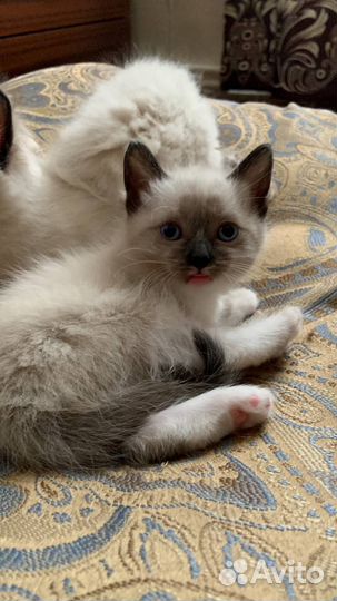Котята рэгдолл с документами и без