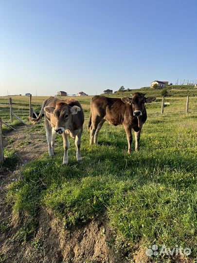 Бычки и телята швицы