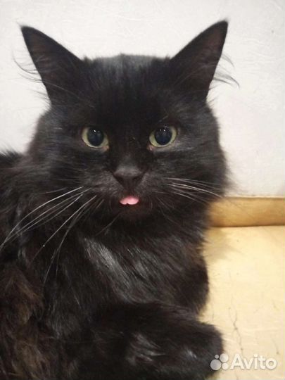 Чёрик ищет дом