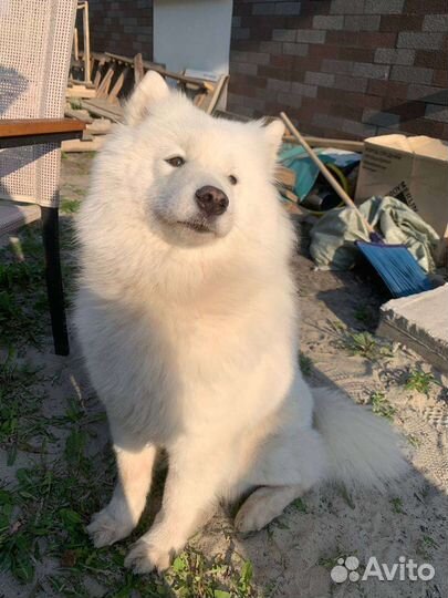 Выгул собак