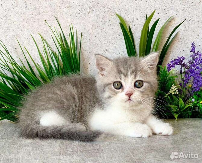 Британская кошечка