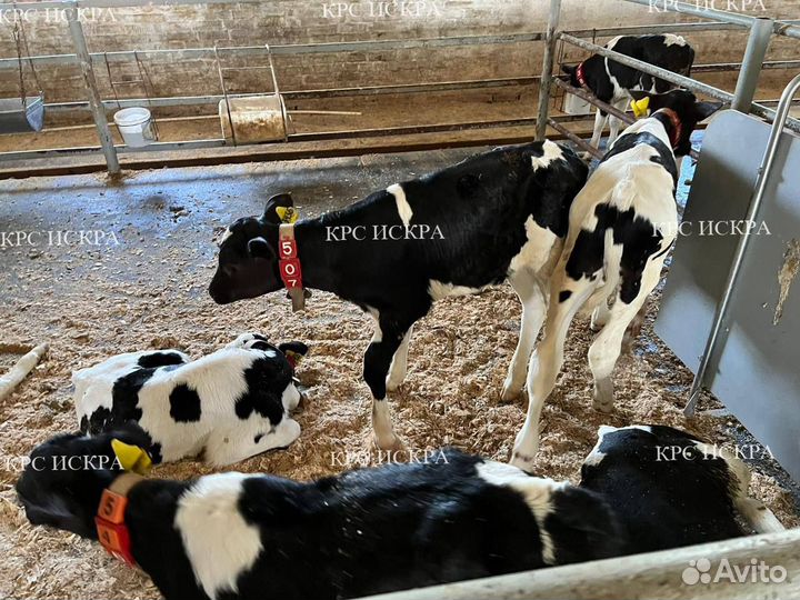 Бычки телята