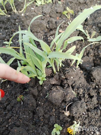 Рассада кукуруза