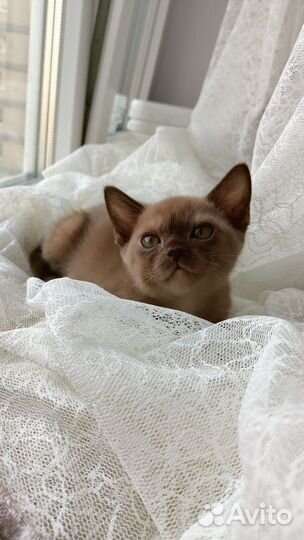 Бурманские котята
