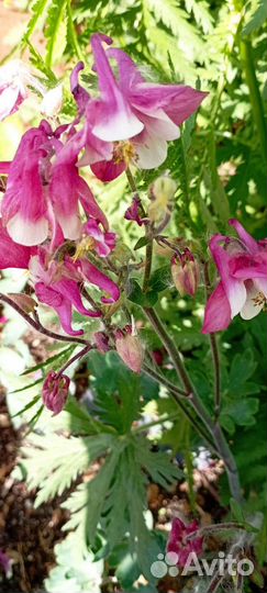 Многолетние цветы