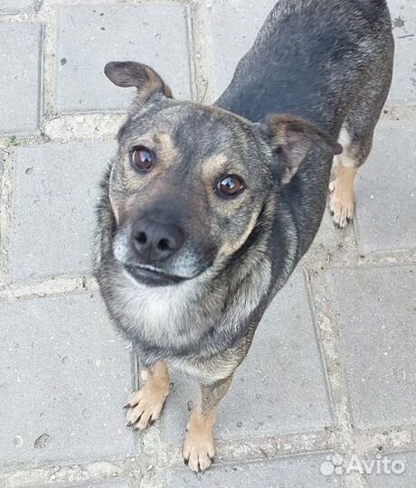 Собака в семью