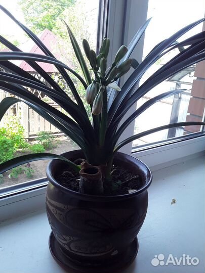 Комнатные цветы