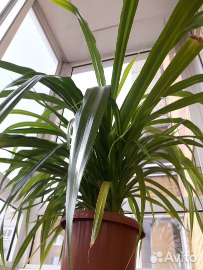 Пальма панданус