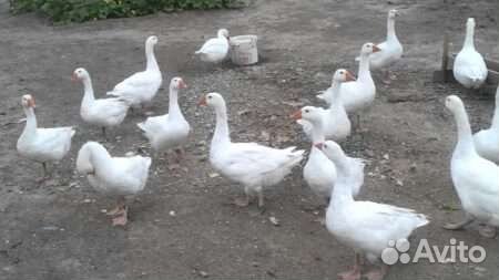 Гуси молодки