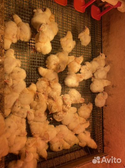 Бройлеры Кобб 500