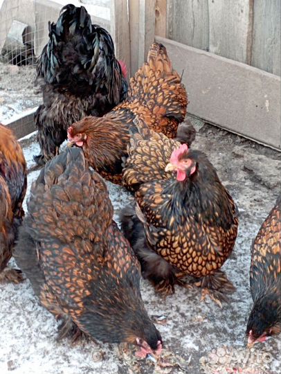 Кохинхин золотоокаймленный