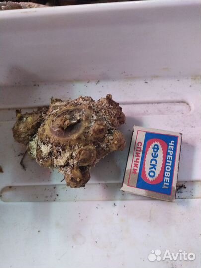 Калла Пикассо