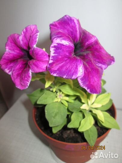 Вегетативная петуния