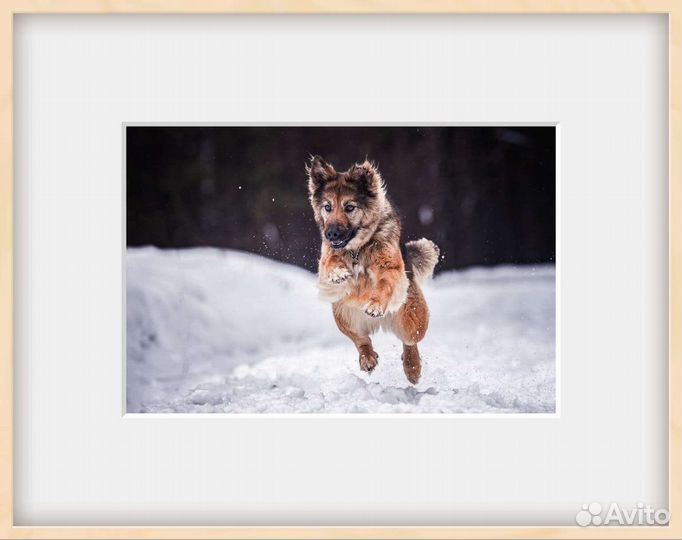 Самая преданная собака