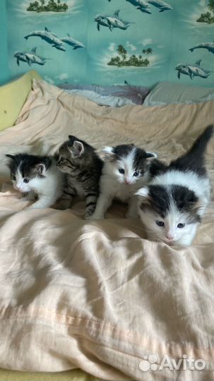 Отдам в добрые руки котят