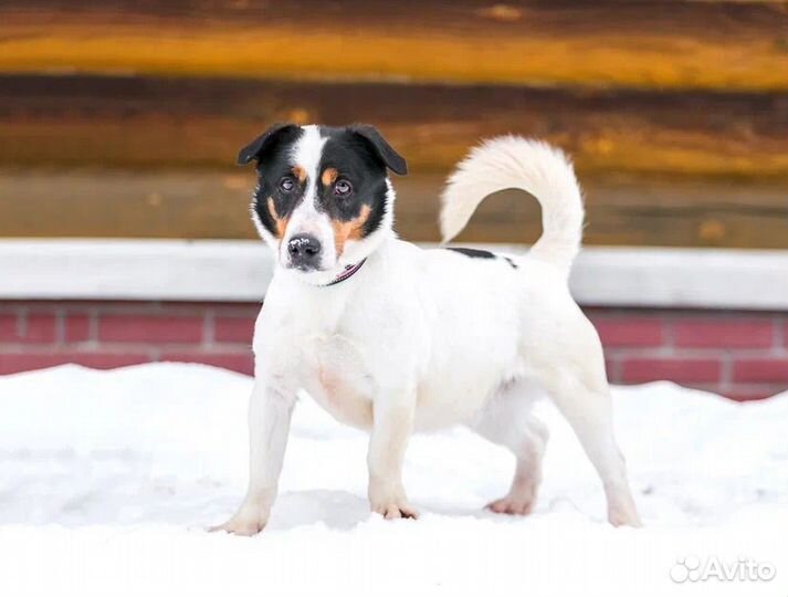 Молодой активный Бадди в добрые руки