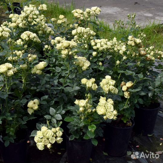 Саженцы роз в горшках с зкс