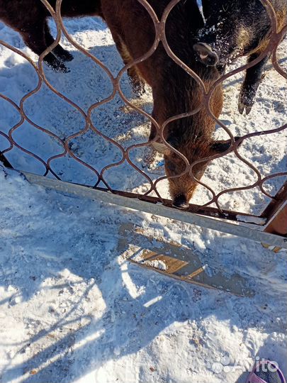 Кабан на племя