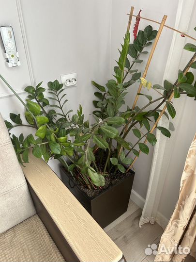 Продам цветы комнатные