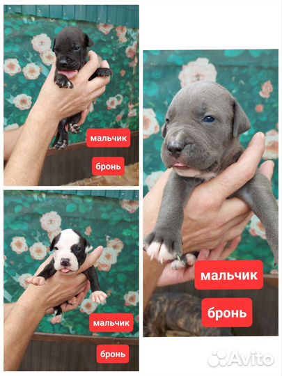 Американский питбультерьер щенки
