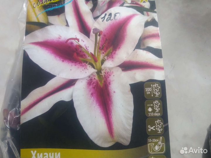 Восточные лилии