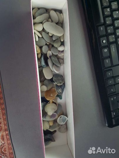 Ракушки - рапан, гребешки