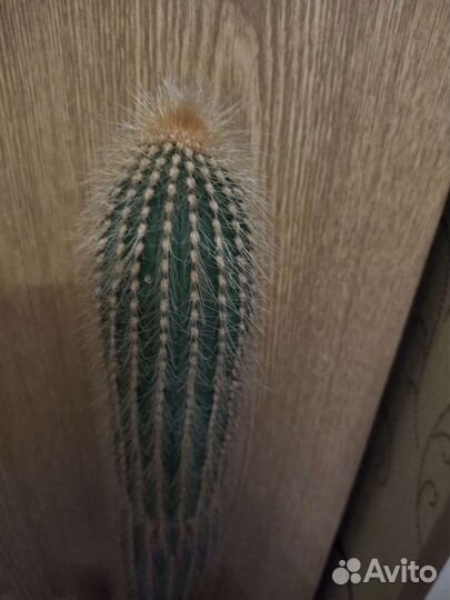 Большой кактус