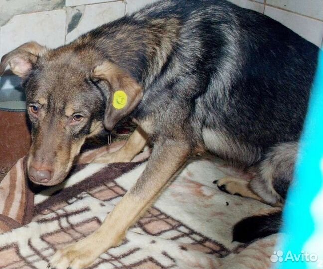 Собака Шелл ищет дом