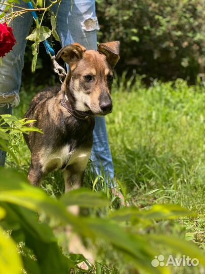 Собаки бесплатно в добрые руки