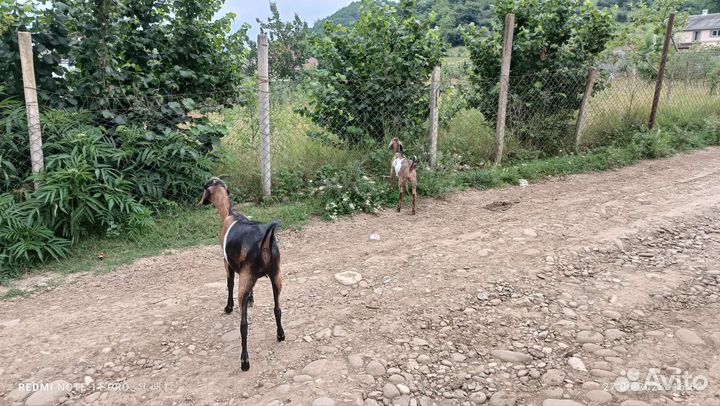 Англо нубийские козы
