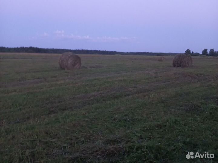 Продам сено в рулонах