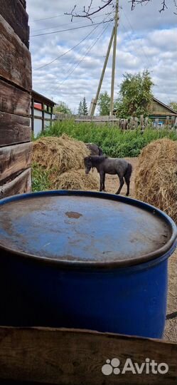 Жеребчик пони