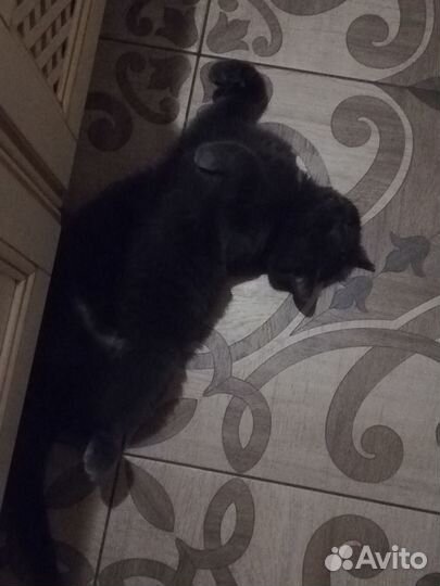 Идеальный кот в добрые руки