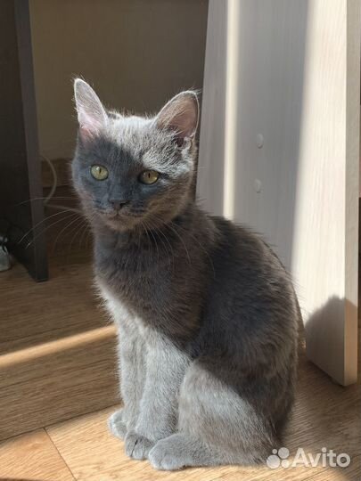 Котенок в добрые руки