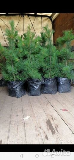 Кедр от 50см до 2 метров